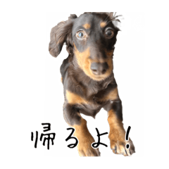 [LINEスタンプ] 愛犬ポムのスタンプ