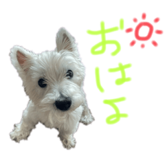 [LINEスタンプ] ウェスティのりくちぇるです！