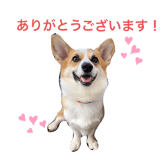 [LINEスタンプ] コーギー JINの毎日スタンプ