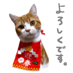 [LINEスタンプ] 我が家のわんにゃん日常会話2