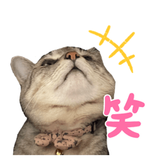 [LINEスタンプ] 猫村家のにゃんず