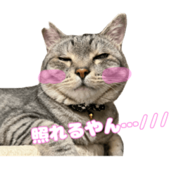 [LINEスタンプ] 猫村家のにゃんず2