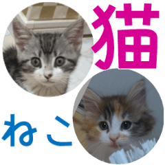 [LINEスタンプ] とらお＆らいこ【猫の気持ち編】