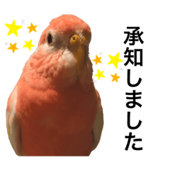 [LINEスタンプ] アキクサインコのゆゆ敬語