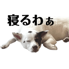 [LINEスタンプ] テン君スタンプだよー