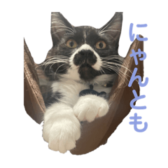 [LINEスタンプ] おにぎり猫ハンとちょっとだけ黒柴ルーク。