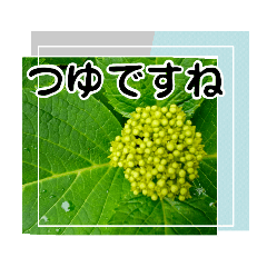 [LINEスタンプ] 草木や花での日常会話です