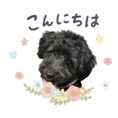 [LINEスタンプ] 保護犬Cocoのスタンプ