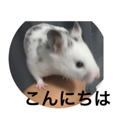 [LINEスタンプ] ごま塩ちゃん➕ろくちゃんLINEスタンプ