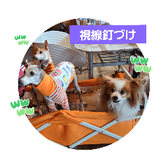 [LINEスタンプ] ぱぴぱぴパピヨン76