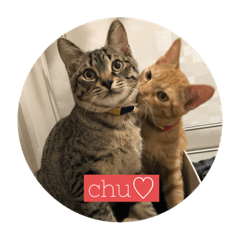 [LINEスタンプ] ねこと暮らす幸せ