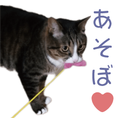 [LINEスタンプ] かわいい猫様の写真のスタンプ