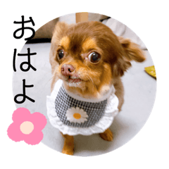 [LINEスタンプ] あももも