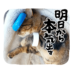 [LINEスタンプ] 真顔ねこスタンプ(  ˆΟˆ  )