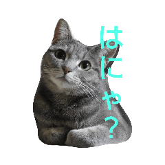 [LINEスタンプ] アコにゃんエマにゃん3