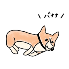 [LINEスタンプ] なかなか起き上がらないコーギー