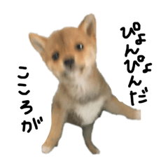 [LINEスタンプ] 子犬こむぎ vol.1