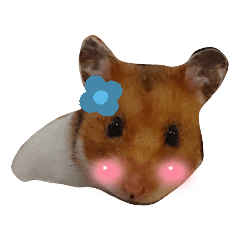 [LINEスタンプ] ハムスターきさちゃん