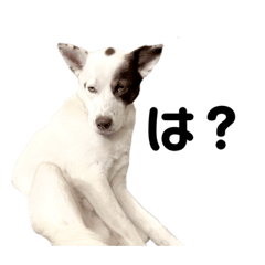 [LINEスタンプ] テン君スタンプだよー②