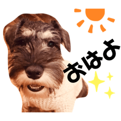 [LINEスタンプ] Mシュナウザーのカールくん！ごちゃ混ぜ
