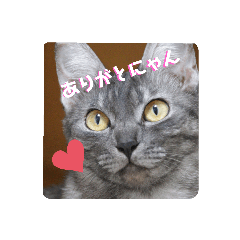 [LINEスタンプ] 兄妹にゃんず
