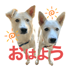 [LINEスタンプ] アマちゃんとシロちゃん3