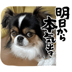 [LINEスタンプ] 無敵わんちゃんSERA⑤