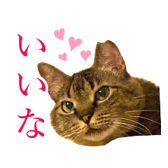 [LINEスタンプ] イケイケめぐ虎2