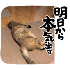 [LINEスタンプ] トラの日常の巻②