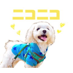 [LINEスタンプ] マルチーズのアンジュ君
