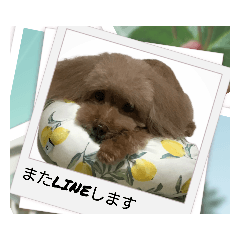 [LINEスタンプ] リアルDog プードル Moko