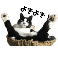 [LINEスタンプ] 「猫」みーちゃんシリーズ