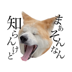 [LINEスタンプ] ハチの関西弁 秋田犬