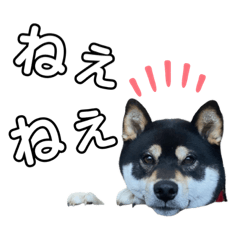 [LINEスタンプ] 黒柴玄ちゃんのスタンプ