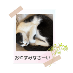 [LINEスタンプ] ナズねこファミリースタンプ