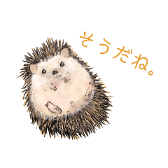 [LINEスタンプ] 可愛いハリネズミちゃんスタンプ