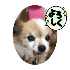 [LINEスタンプ] やまだんちの犬
