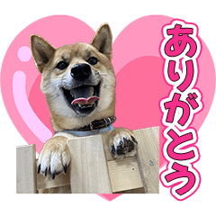 [LINEスタンプ] 柴犬そらくんのLINEスタンプ