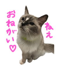 [LINEスタンプ] ねこだらけ〜ねこ3匹の日常〜