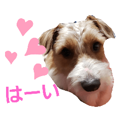 [LINEスタンプ] ジャックラッセルいつも元気なてっちゃん