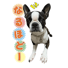 [LINEスタンプ] ボストンテリアの寧々♀3