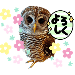 [LINEスタンプ] フクロウとキンカチョウ