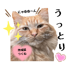 [LINEスタンプ] 地域にゃんこの愉快なスタンプ5