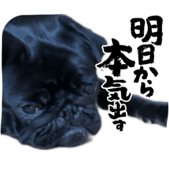 [LINEスタンプ] 黒パグの日常会話③