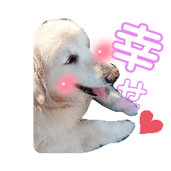 [LINEスタンプ] ごーるでんの暮らし