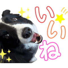 [LINEスタンプ] ボーダーコリーのたけまるスタンプ