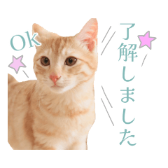 [LINEスタンプ] トラちゃん毎日使える系スタンプ