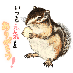 [LINEスタンプ] リルちゃんのほのぼの日記