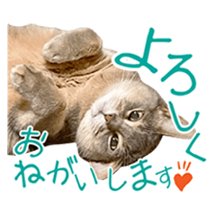 [LINEスタンプ] 猫ジョユウ ku