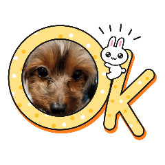 [LINEスタンプ] ヨーキーのぶんちゃん